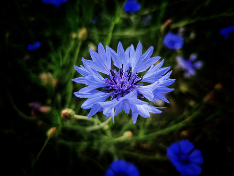 蓝鸢尾花