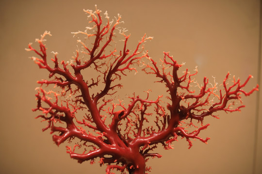 珊瑚树