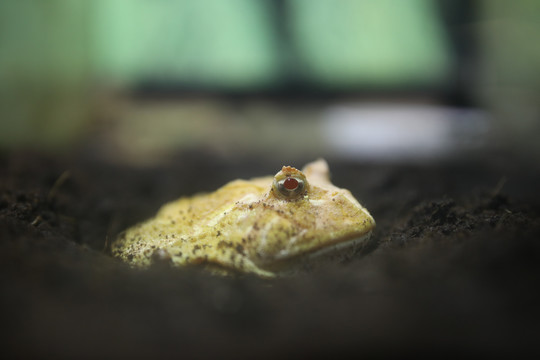 角蛙