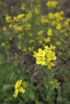 油菜花