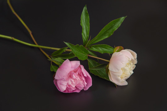 芍药花