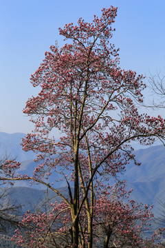 德清莫干山