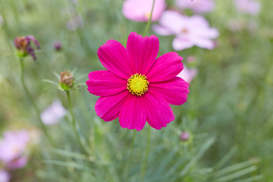 波斯菊