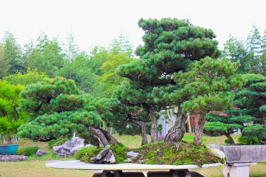 松树盆景