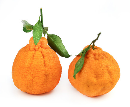 丑橘子
