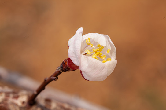 微距摄影春天花朵花蕾特写28