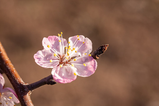 微距摄影春天花朵花蕾特写43