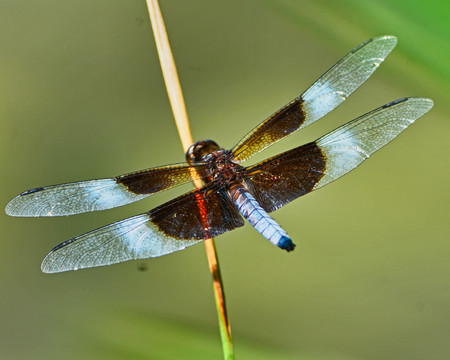 薄翅蜻蜓