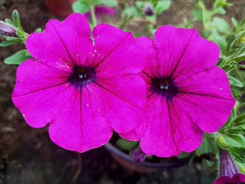 牵牛花