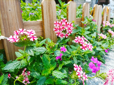 篱笆野花