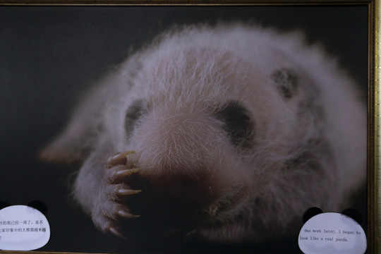 成都大熊猫幼崽成长科普展览照片