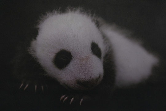 成都大熊猫幼崽成长科普展览照片