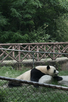 趴着休息的大熊猫