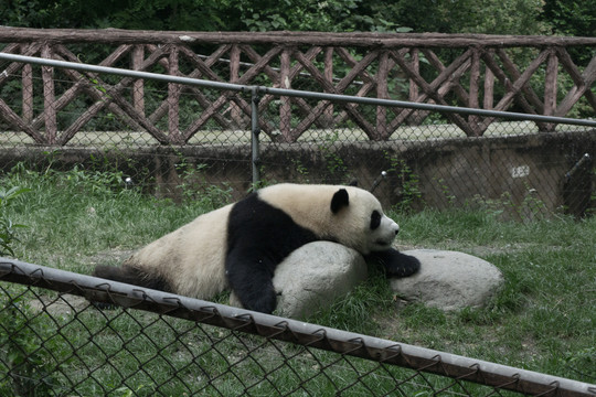 趴着休息的大熊猫