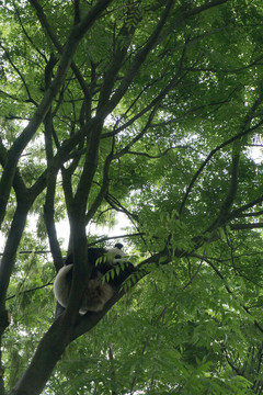 在树上睡觉的大熊猫