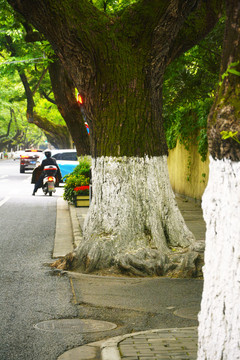 街景大树