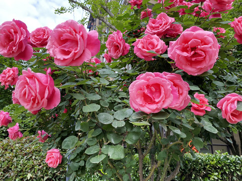 蔷薇玫瑰