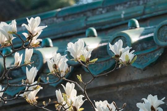 北京天坛公园斋宫建筑和春天鲜花