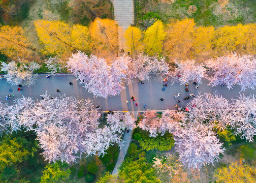 青岛中山公园樱花