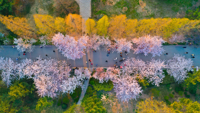 春天夕阳樱花水杉林