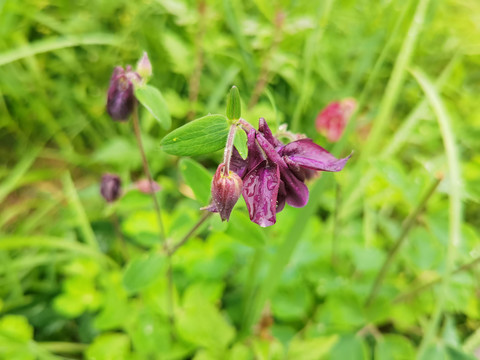 耧斗菜花