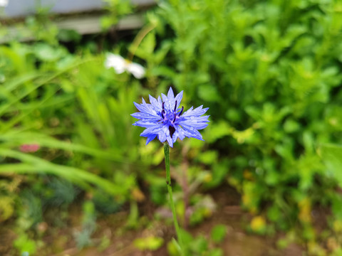 蓝花矢车菊