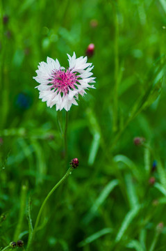 蓝花矢车菊