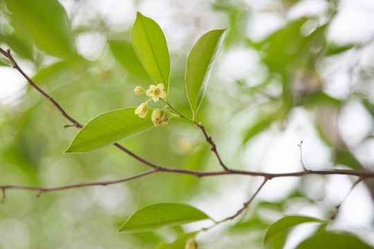 沉香花