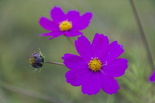 格桑花