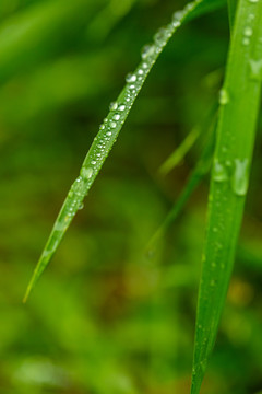 草尖上的露珠