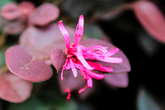 红花檵木