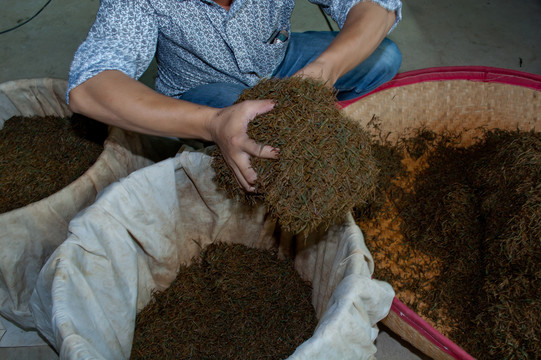 红茶制作工艺之发酵