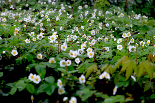 白色野草莓花开得玤灿烂