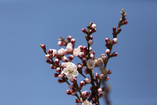 桃花迎春开