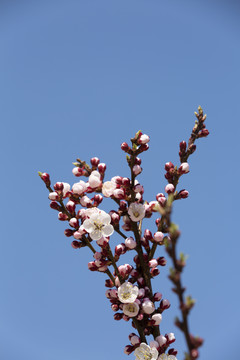 桃花迎春开