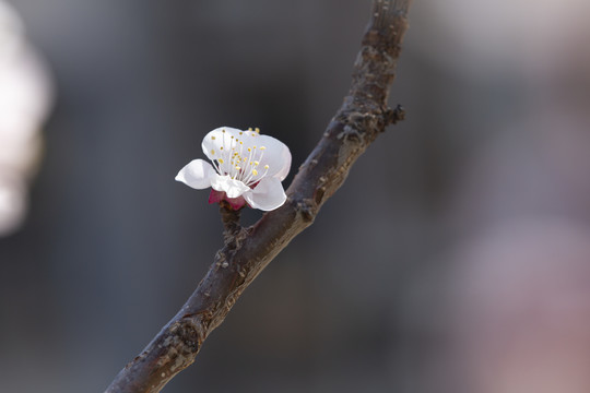 桃花迎春开