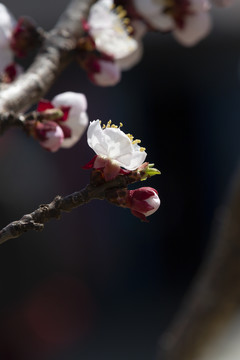 桃花迎春开