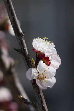 桃花迎春开