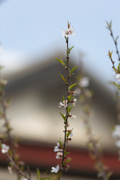 屋外春暖桃花开