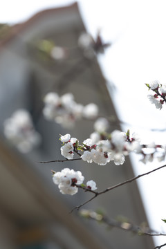 屋外春暖桃花开