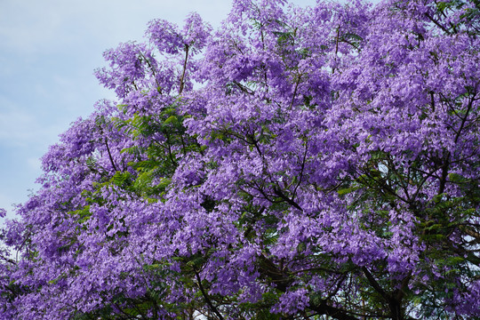 蓝花楹