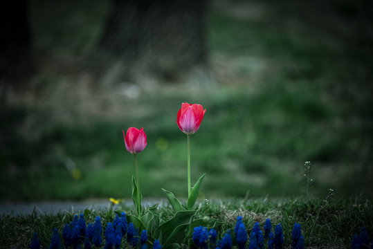 郁金香花