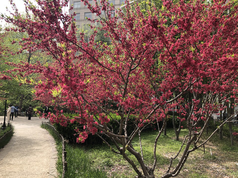 盛开的碧桃花春意闹枝头