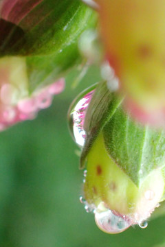 花瓣上的雨水