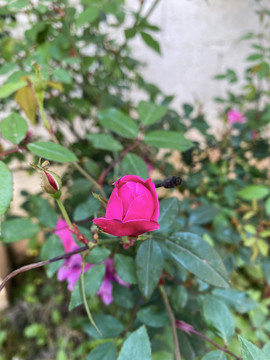 月季花苞