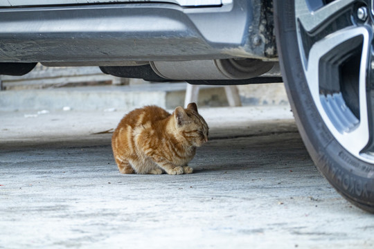 躲在车底的猫