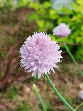北葱粉紫色花卉