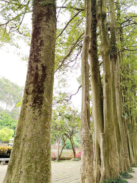长苞铁杉树