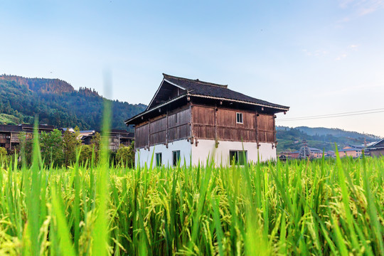 木屋和稻田