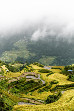 雾中梯田